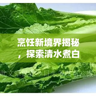 烹飪新境界揭秘，探索清水煮白菜的藝術(shù)之道