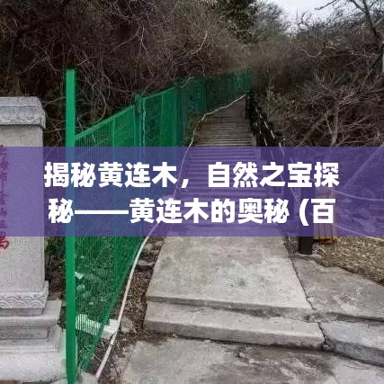揭秘黃連木，自然之寶探秘——黃連木的奧秘 (百度收錄)